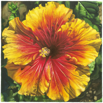 Hibiscus